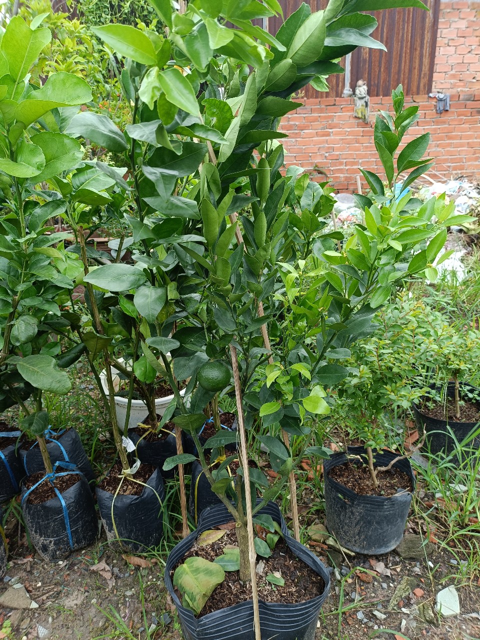 cây quýt đường tại tphcm