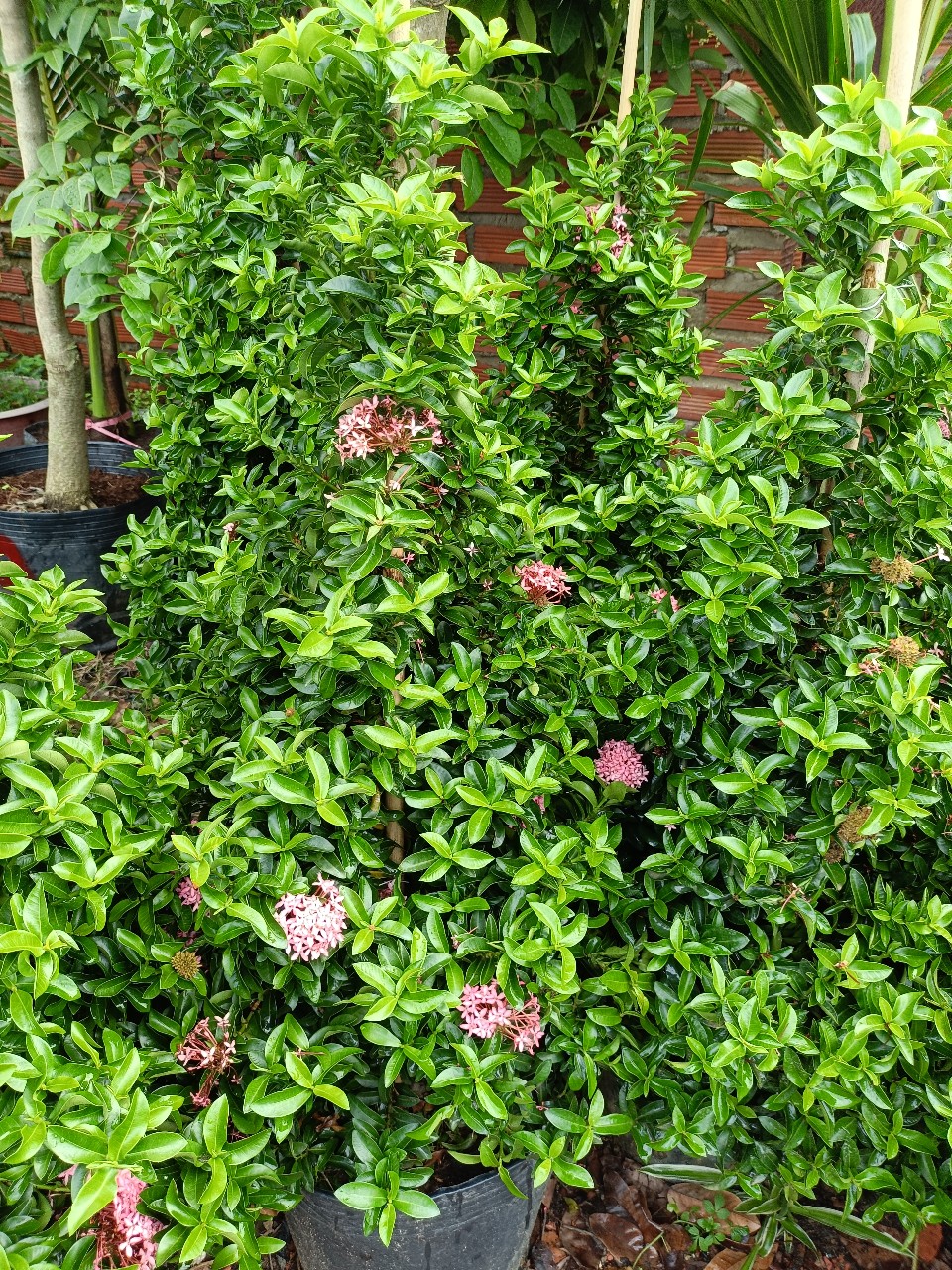 Cây Trang Hồng Phấn cao 1m tại vườn