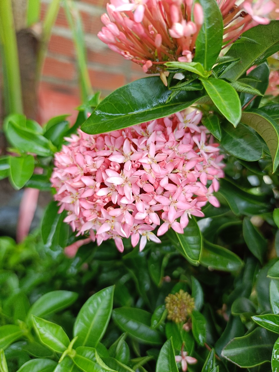 hoa cây trang hồng phấn