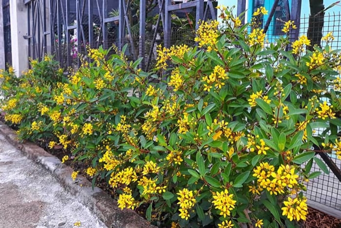 cây kim đồng trồng bồn