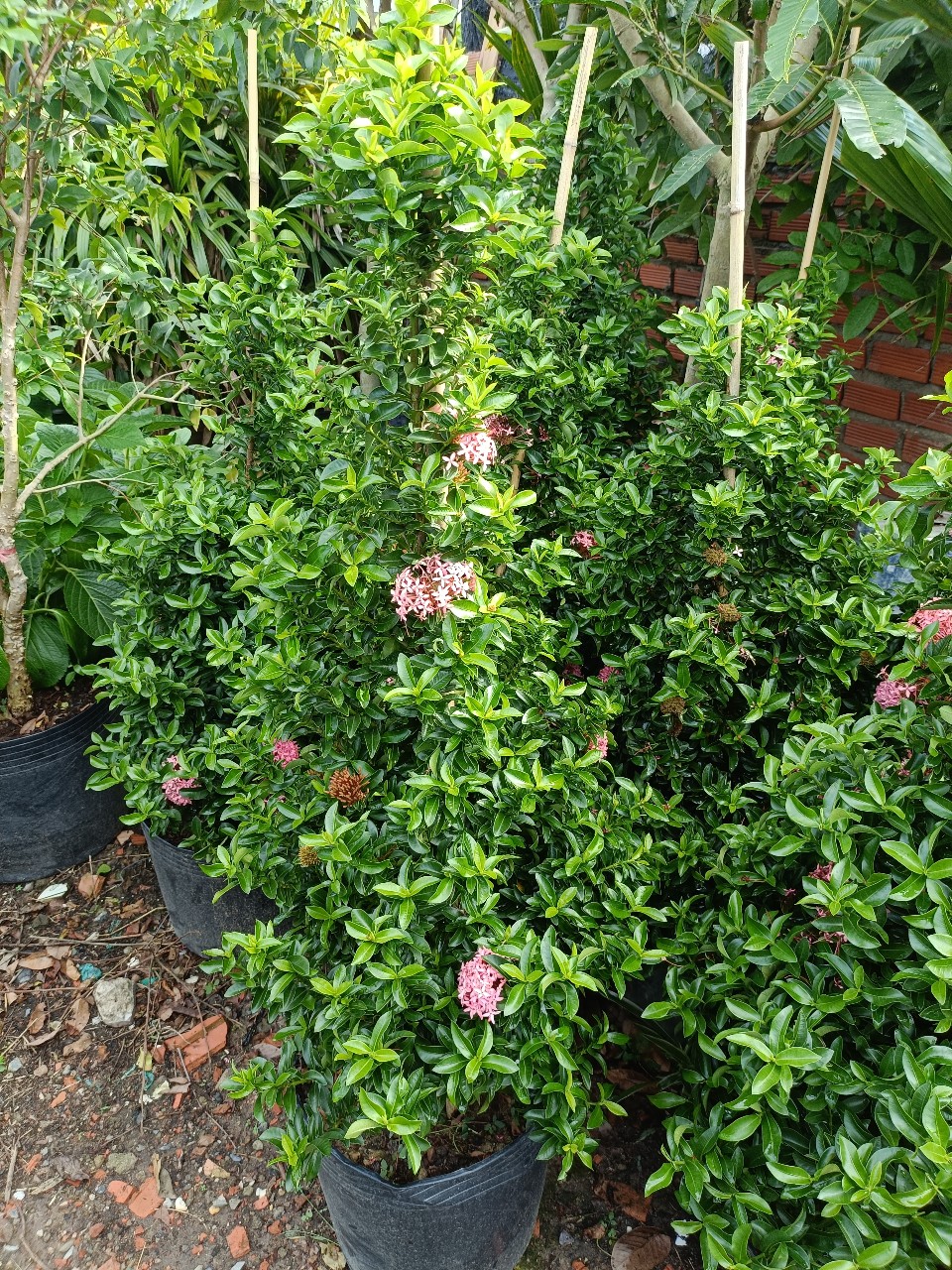 Cây trang hồng phấn hình tháp tại tphcm