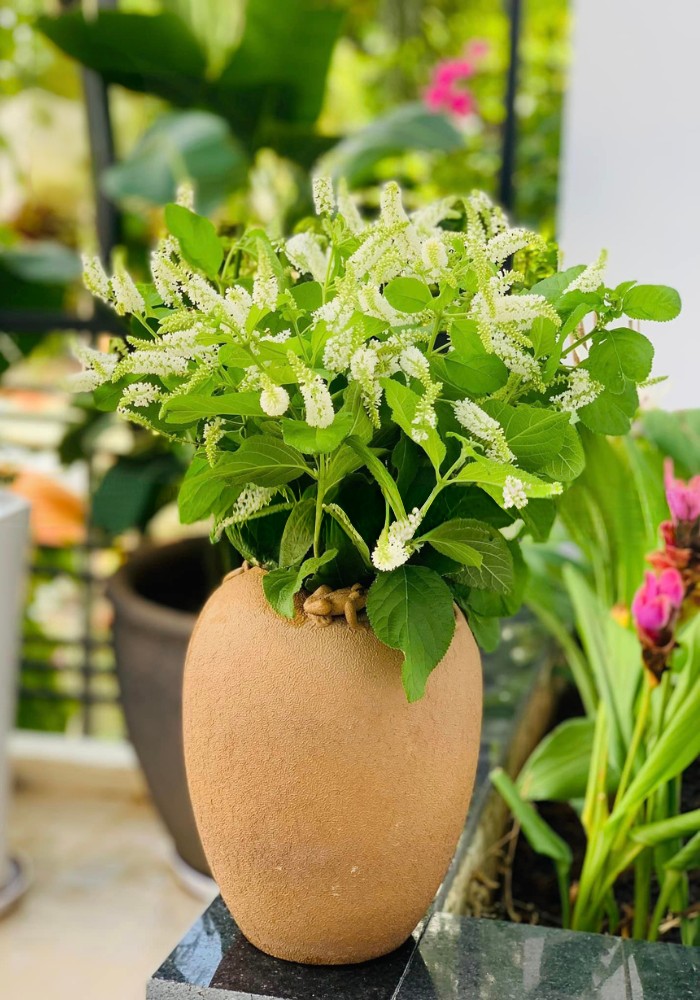 cây bạch trầm hương trồng chậu