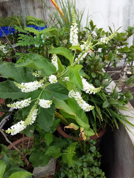 cây bạch trầm hương trồng sân thượng