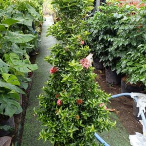 Cây trang hồng phấn cao 1m