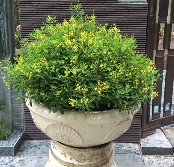 cây kim đồng trồng chậu trước sân