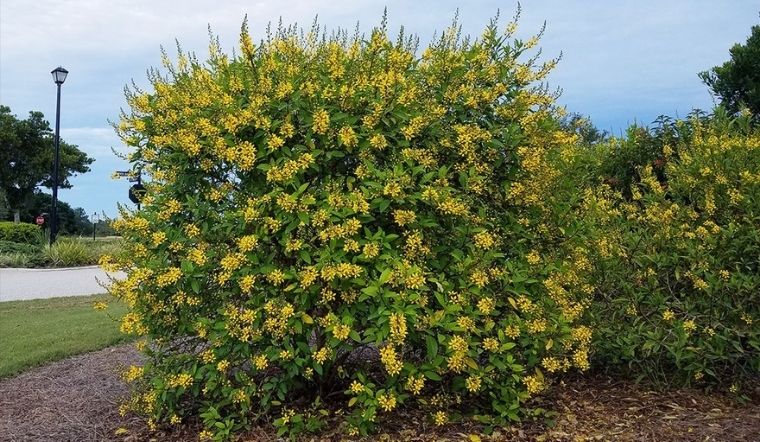 cây kim đồng trồng công viên