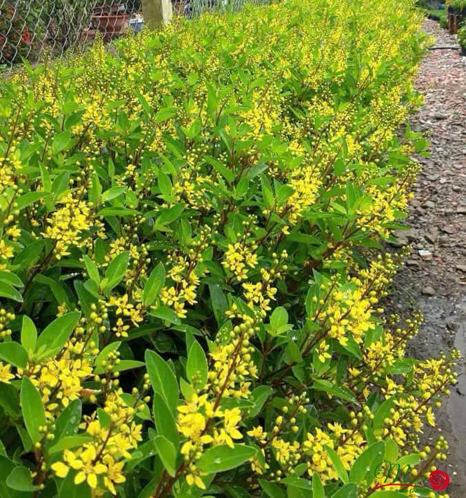 cây kim đồng trồng hàng rào