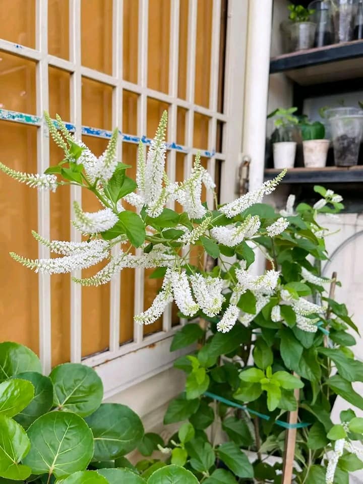 cây bạch trầm hương trồng ban công sân thượng