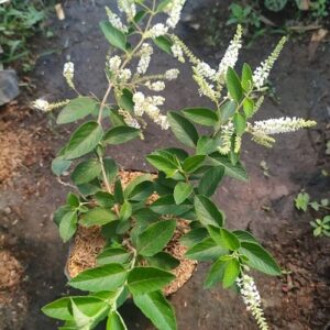 Cây bạch trầm hương đang có hoa