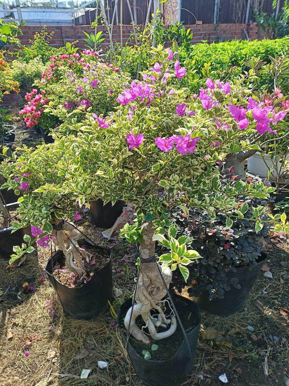 cây hoa giấy lá cẩm thạch tại vườn tphcm