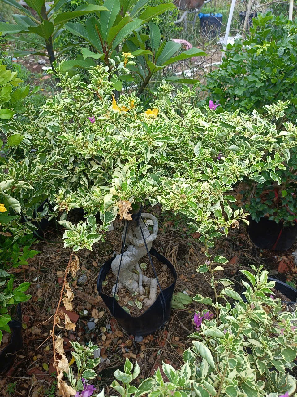 cây hoa giấy cẩm thạch gốc bonsai đẹp