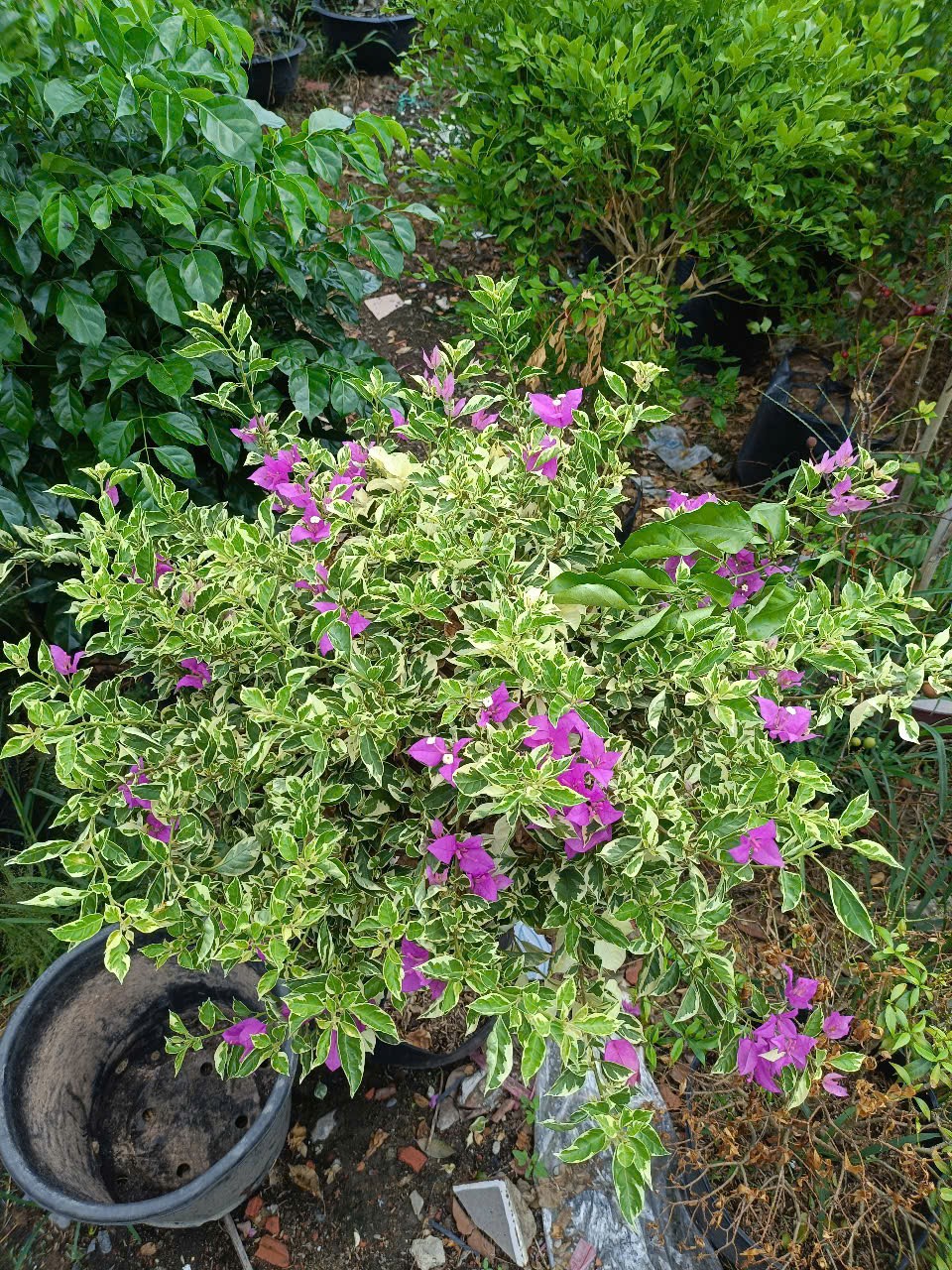 cây hoa giấy lá cẩm thạch hoa tím