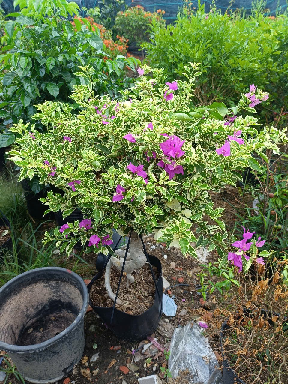 cây hoa giấy lá cẩm thạch gốc mỹ hoa tím