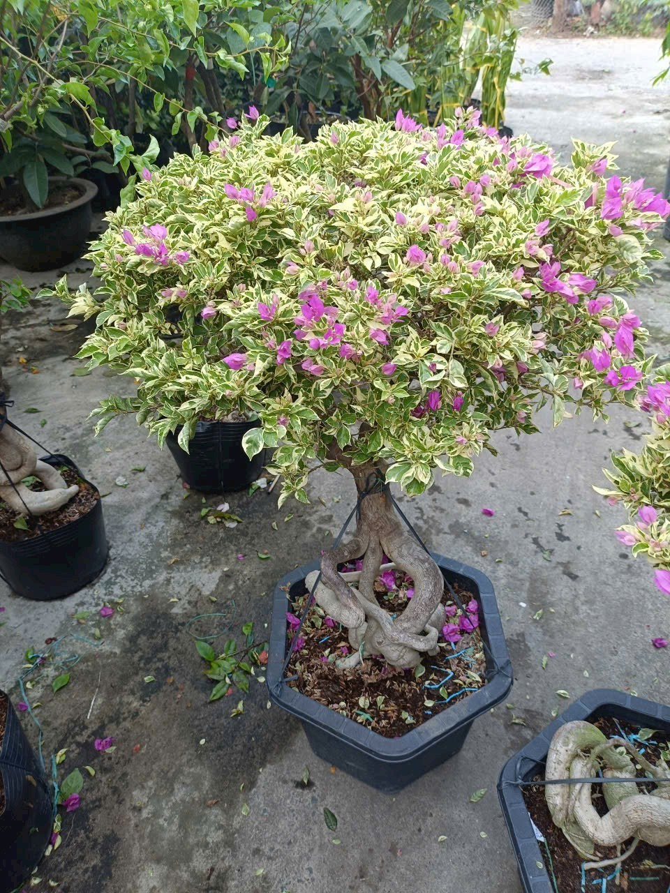 cây hoa giấy cẩm thạch hoa tím đang rộ hoa