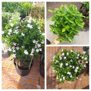cây mai chỉ thiên hoa trắng tại tphcm