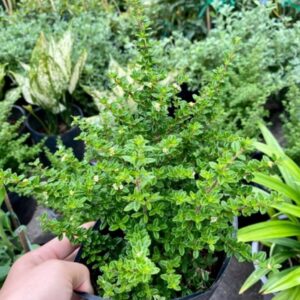 Cây Hàm Hương Tại vườn tphcm