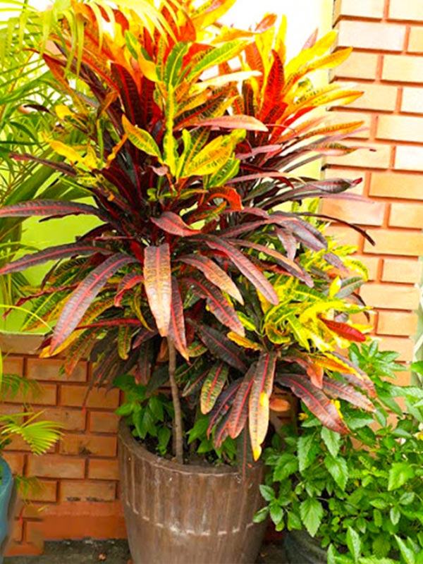 cây lá màu đuôi lươn trồng chậu kiểu