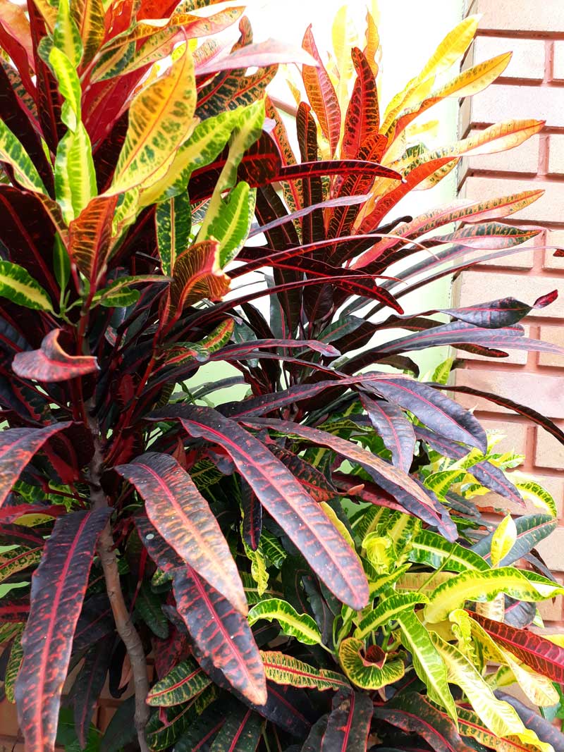 cây lá màu đuôi lươn trồng bồn