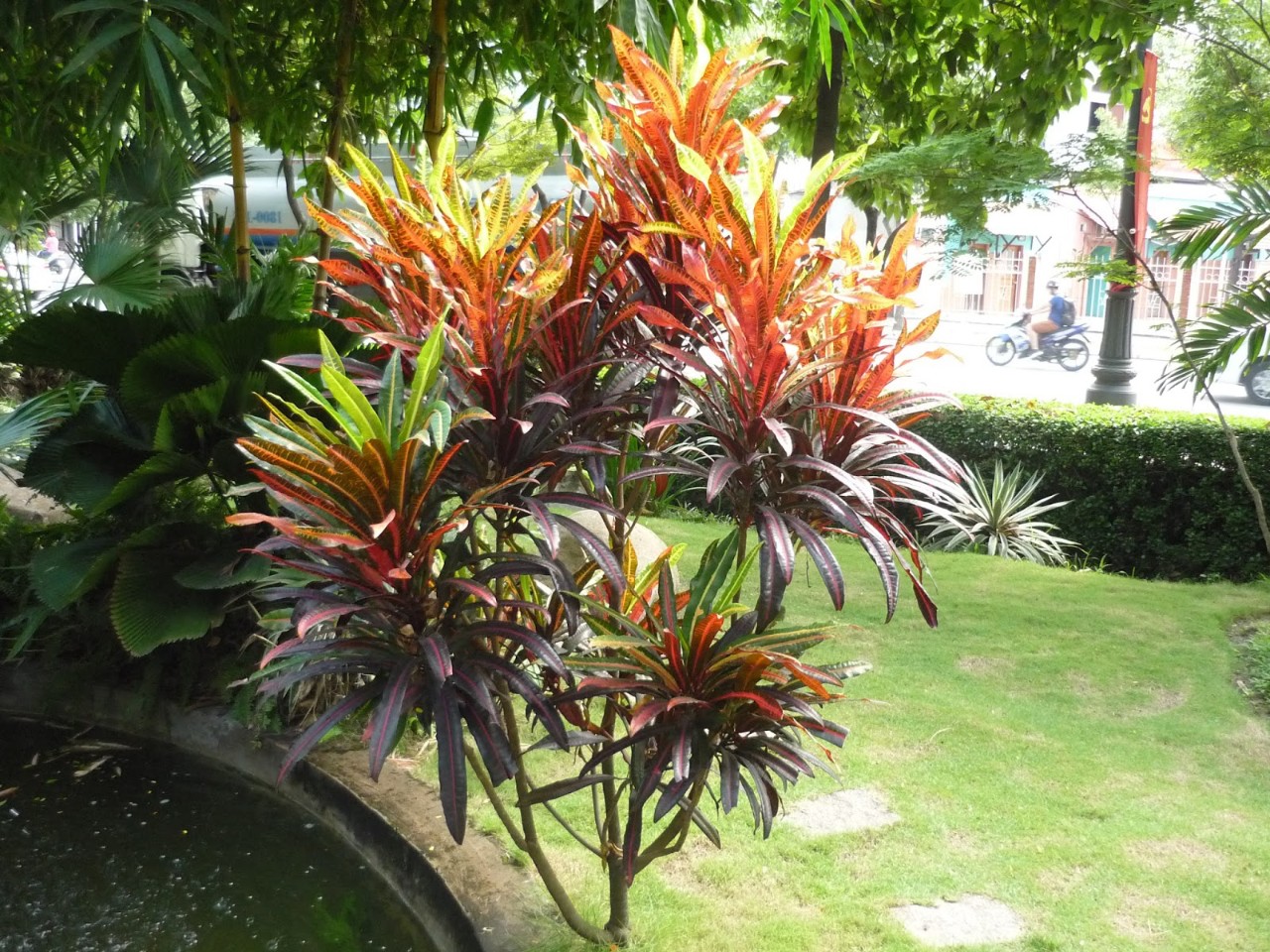 cây lá màu đuôi lươn lớn trồng cảnh quan