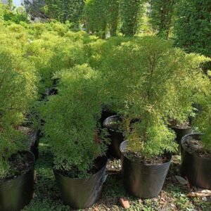 Cây đinh lăng lá nhỏ giống tại tphcm