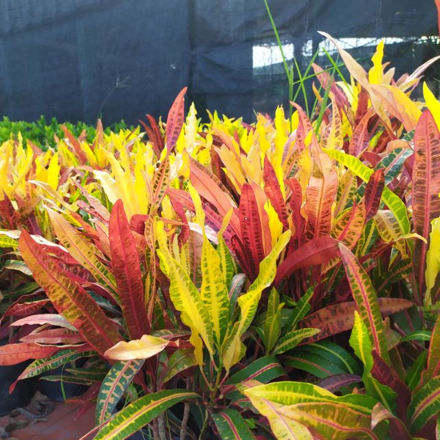 cây lá màu đuôi lươn giống khỏe đẹp