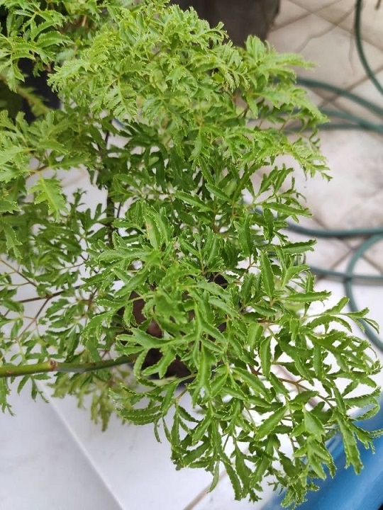 cây đinh lăng lá nhuyễn trị bệnh