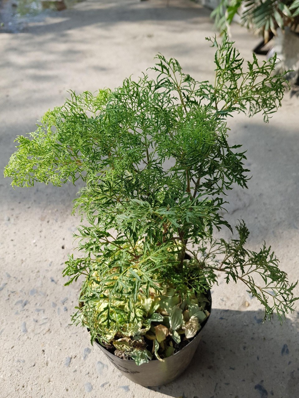 cây đinh lăng lá nhỏ tại gò vấp