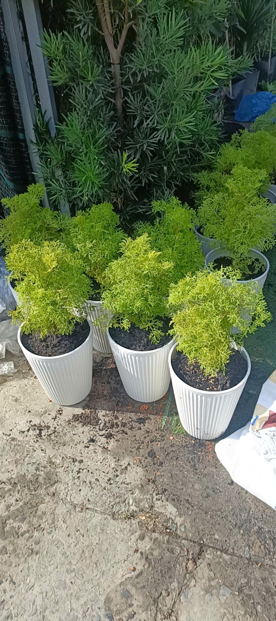 cây đinh lăng lá nhỏ trồng chậu