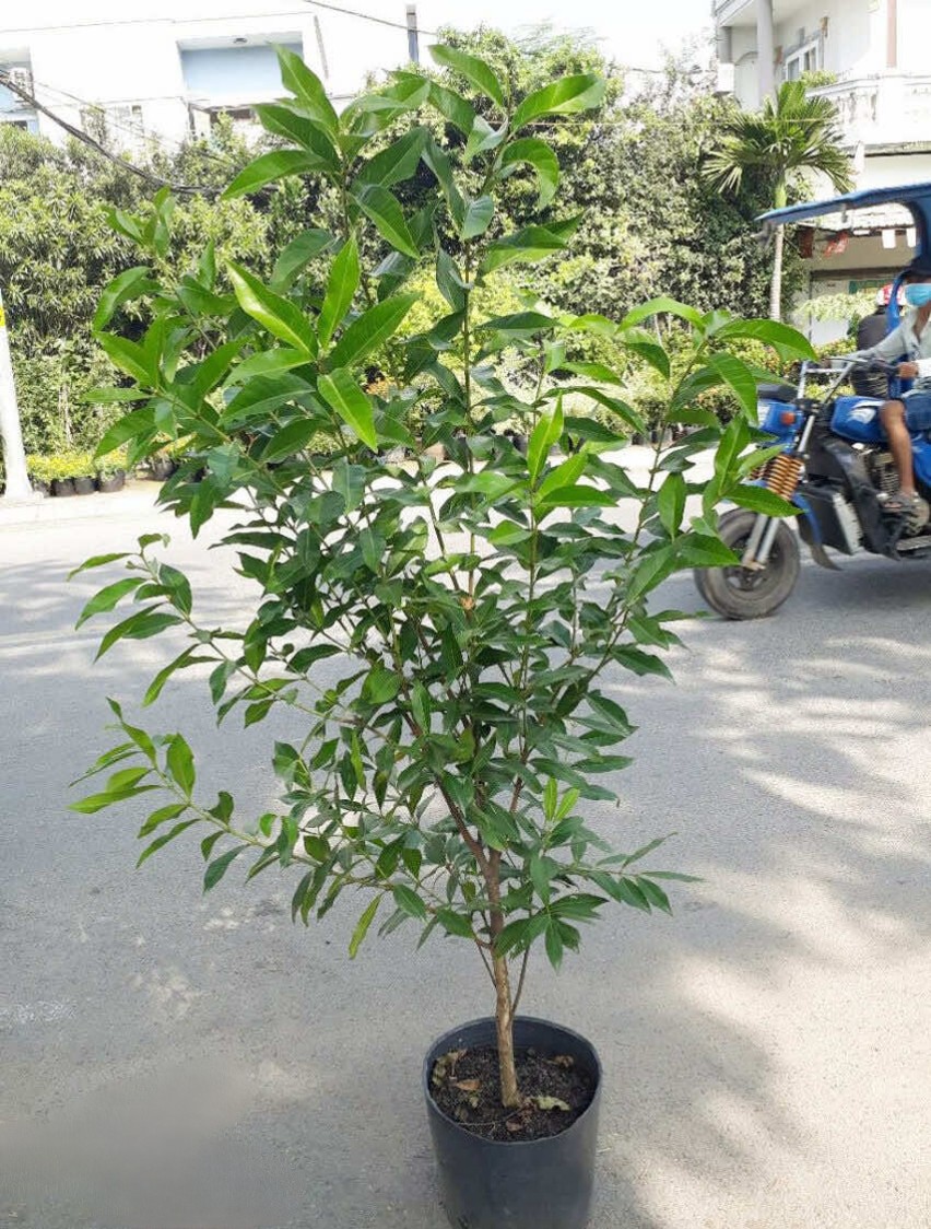 cây vối nếp nhiều lá sum xuê