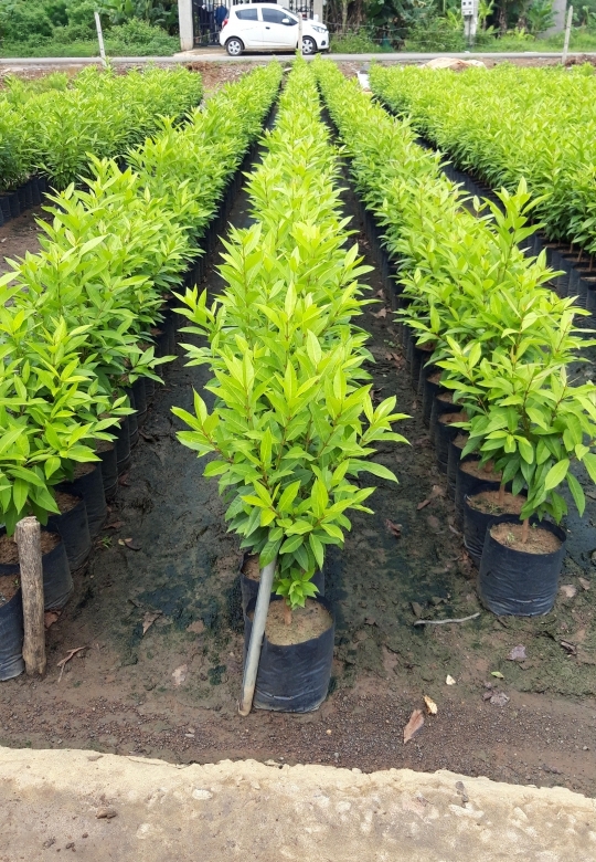 cây vối nếp uống trà tại gò vấp