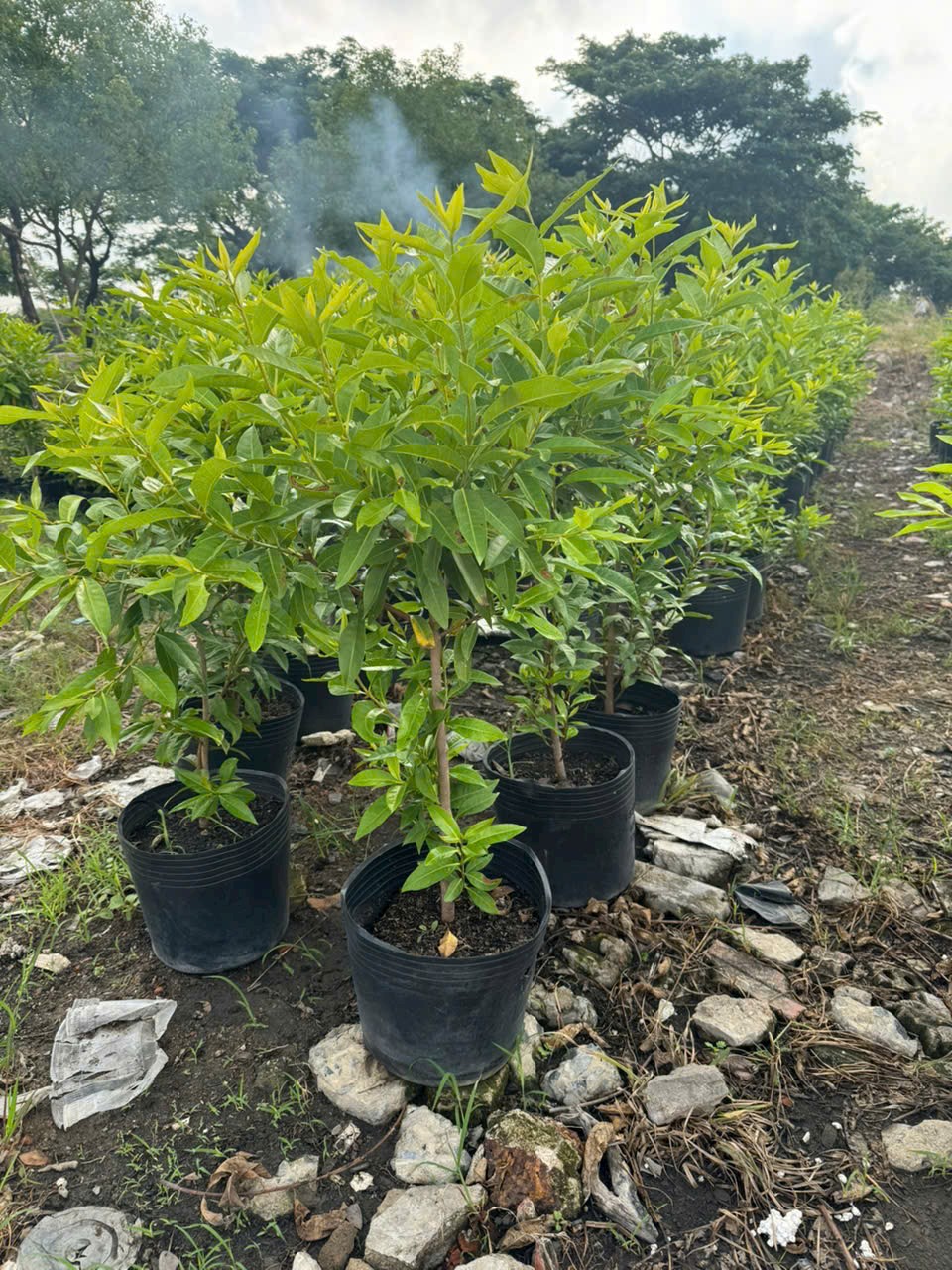 cây với nếp trưởng thành