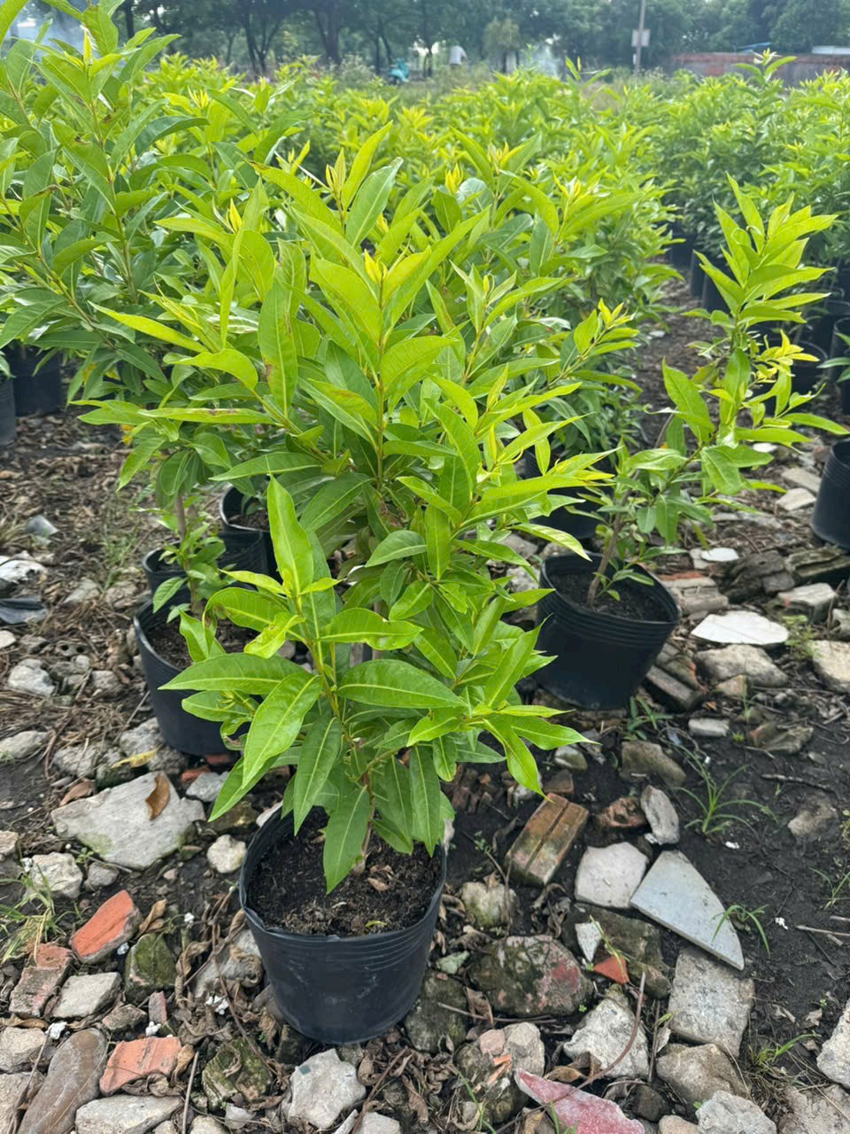 cây với nếp giống