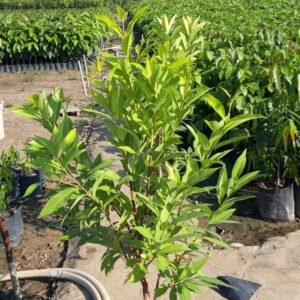 cây vối nếp cao 1m5 tại tphcm