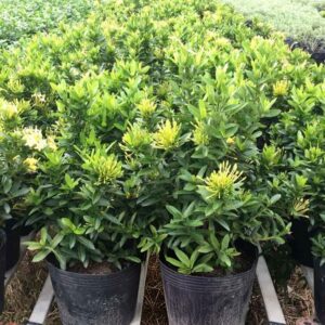 cây trang thái vàng giá sỉ
