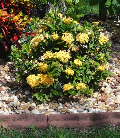 cây trang thái vàng trồng cảnh quan