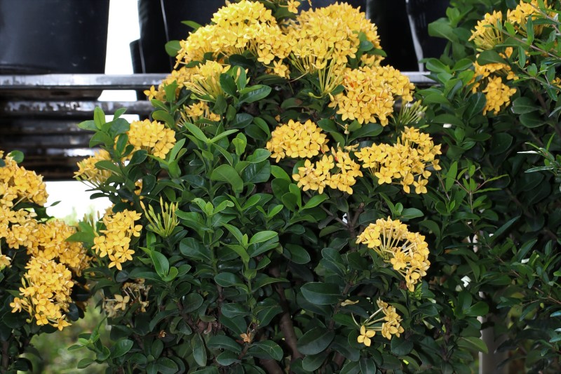 cây trang thái vàng trồng ban công