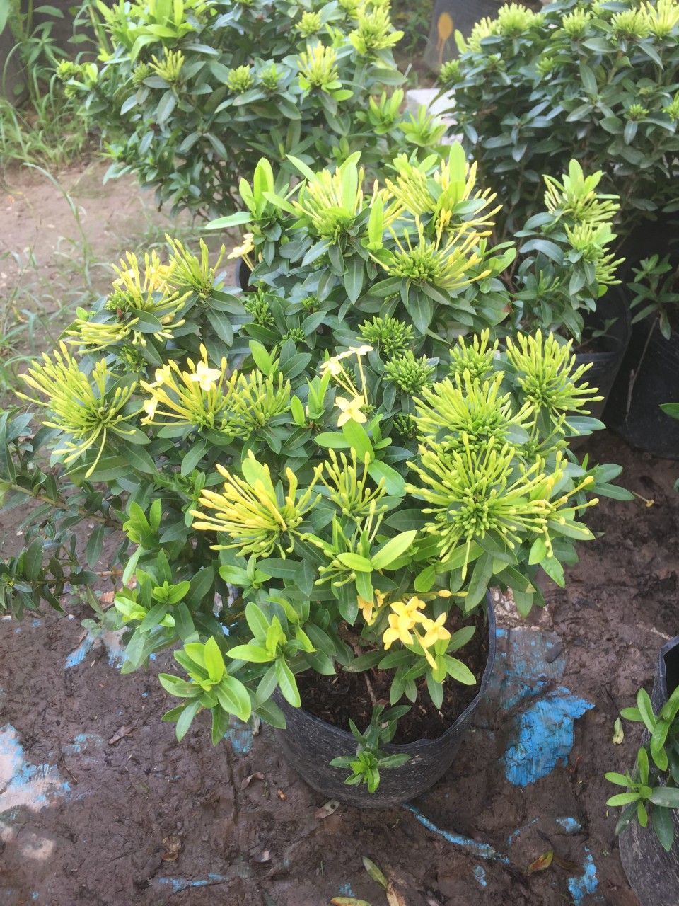 cây trang thái vàng tại gò vấp