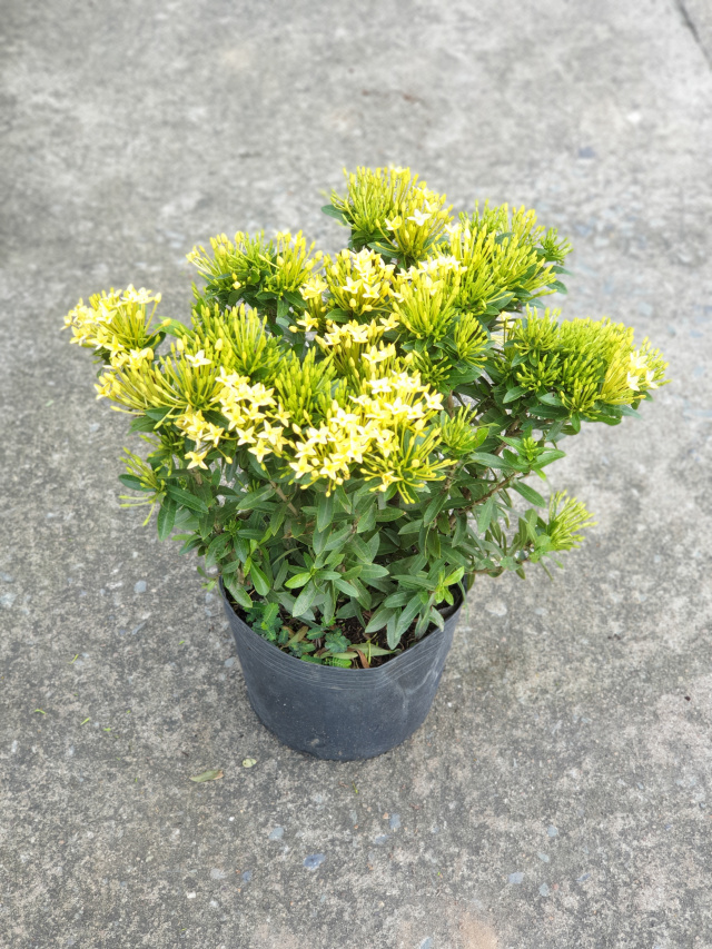 cây trang thái vàng đang nhiều hoa