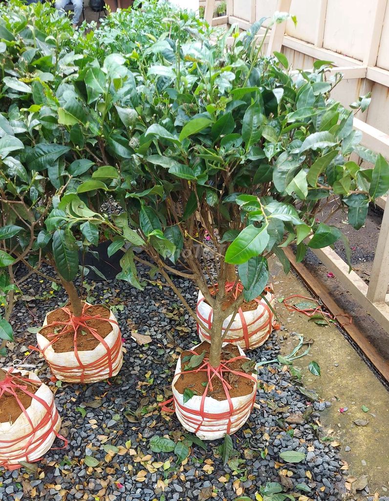 cây trà xanh uống nước