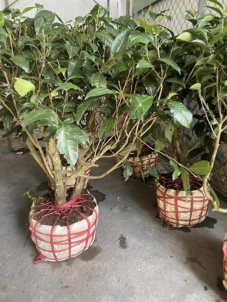 cây trà xanh tại quận gò vấp