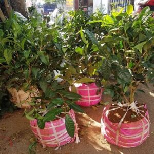 Cây Trà Xanh gốc to tại tphcm