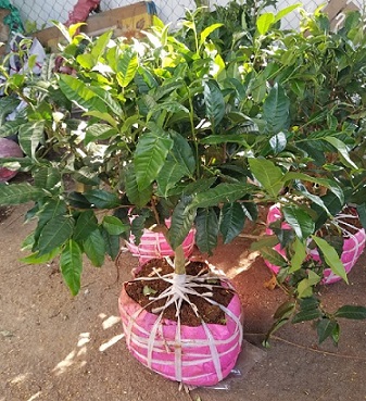 Cây trà xanh gốc lớn 