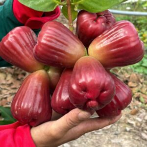 Cây mận hồng mst tại tphcm