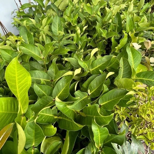 cây mận hồng mst giống