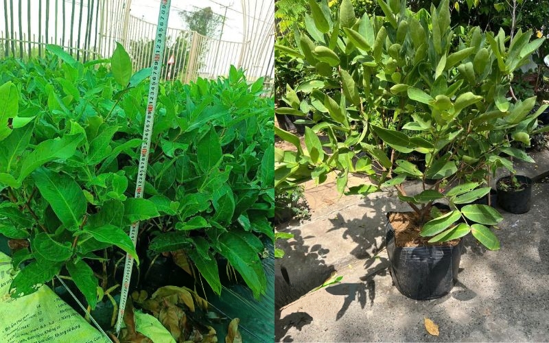 cây mận hồng mst được nuôi dưỡng chậu tại tphcm