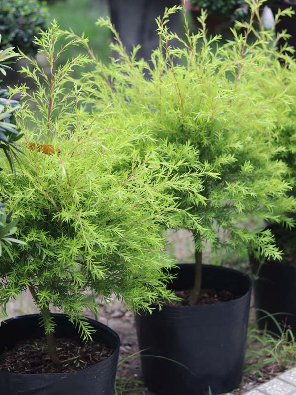 tùng hoàng kim 1 cốt dáng tree