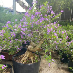 Mua cây linh sam bonsai tại tphcm