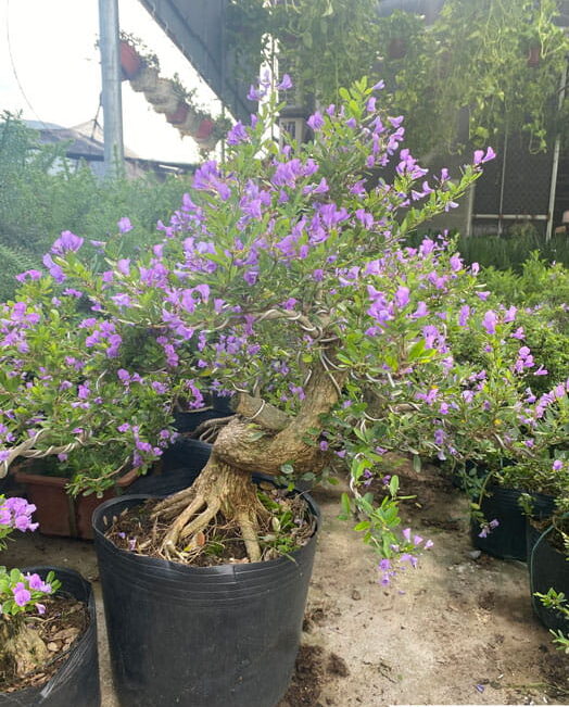 cây linh sam bon sai gốc đẹp
