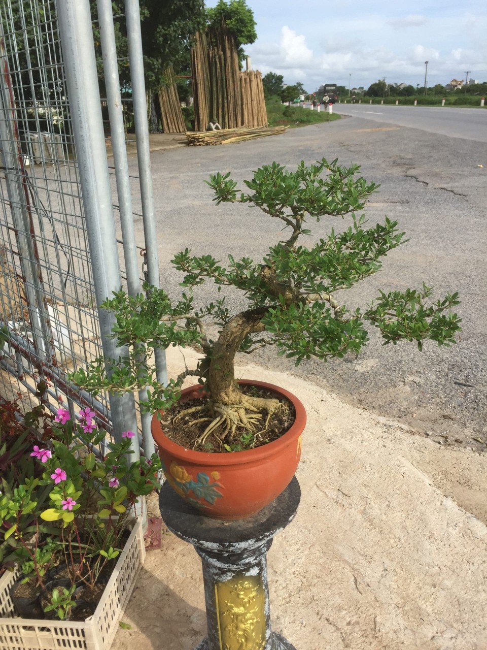 cây linh sam bonsai tại gò vấp