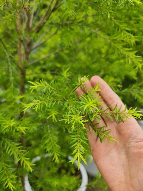 cần mua cây tùng hoàng kim